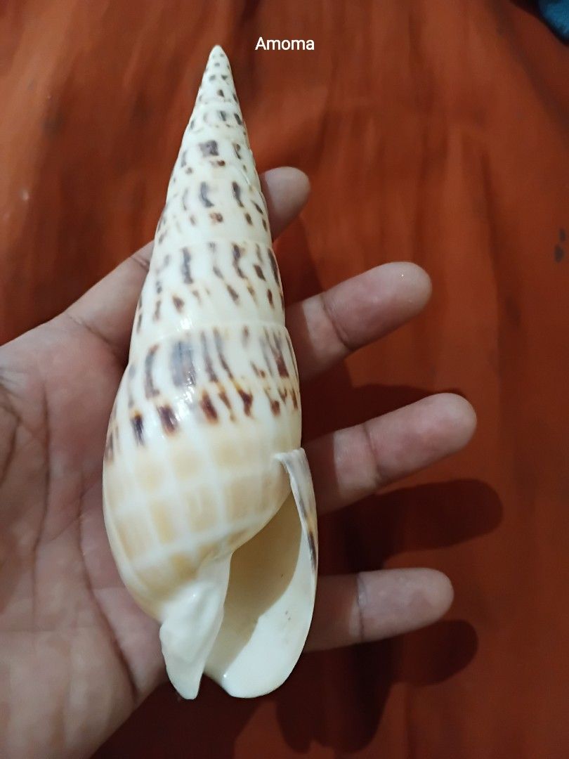 Large Spiral Seashell for Decoration 6.5in (Category: Vases & Decorative Bowls) located in Taguig. Submitted by amomaenterprise (Listing ID 1464180066, Image 1). Description: - Beautiful large spiral seashell - Natural beige and brown pattern - Ideal for home decor or craft projects - Measures approximately 6-7 inches long - Beach-found and cleaned, ready for display.