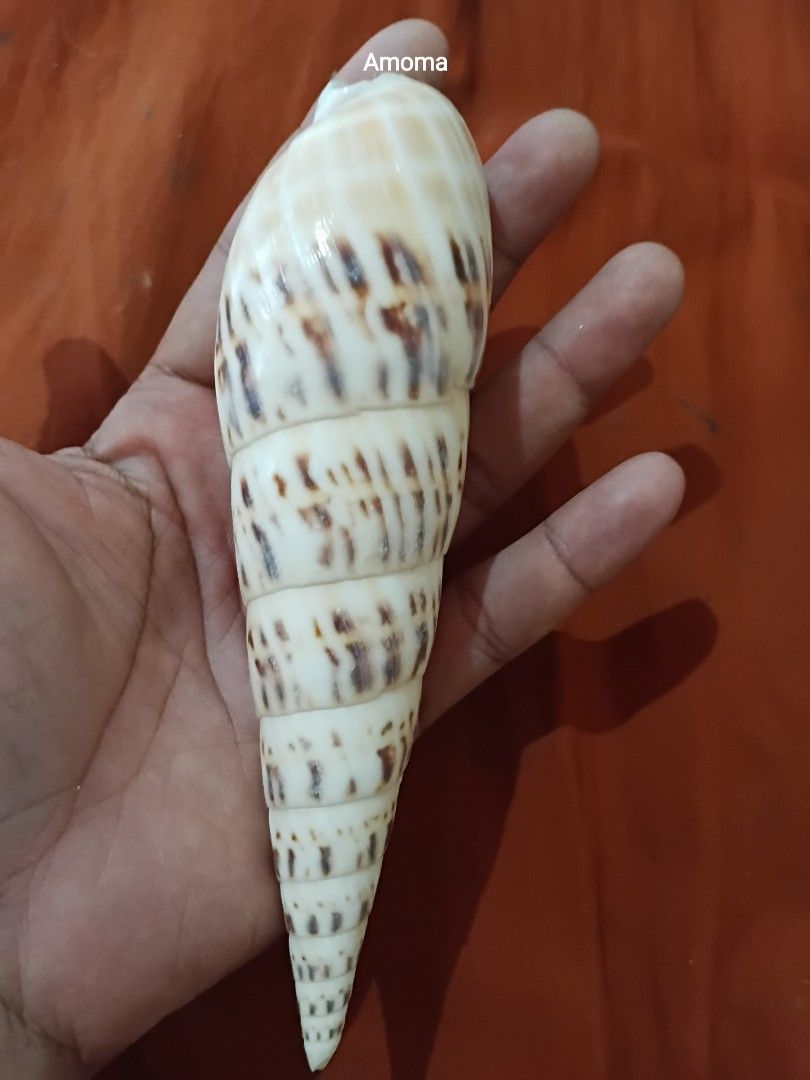 Large Spiral Seashell for Decoration 6.5in (Category: Vases & Decorative Bowls) located in Taguig. Submitted by amomaenterprise (Listing ID 1464180066, Image 3). Description: - Beautiful large spiral seashell - Natural beige and brown pattern - Ideal for home decor or craft projects - Measures approximately 6-7 inches long - Beach-found and cleaned, ready for display.