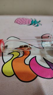 (Category: ) located in . Submitted by jaydensze292111 (Listing ID 1464221018, Image 1). Description: .