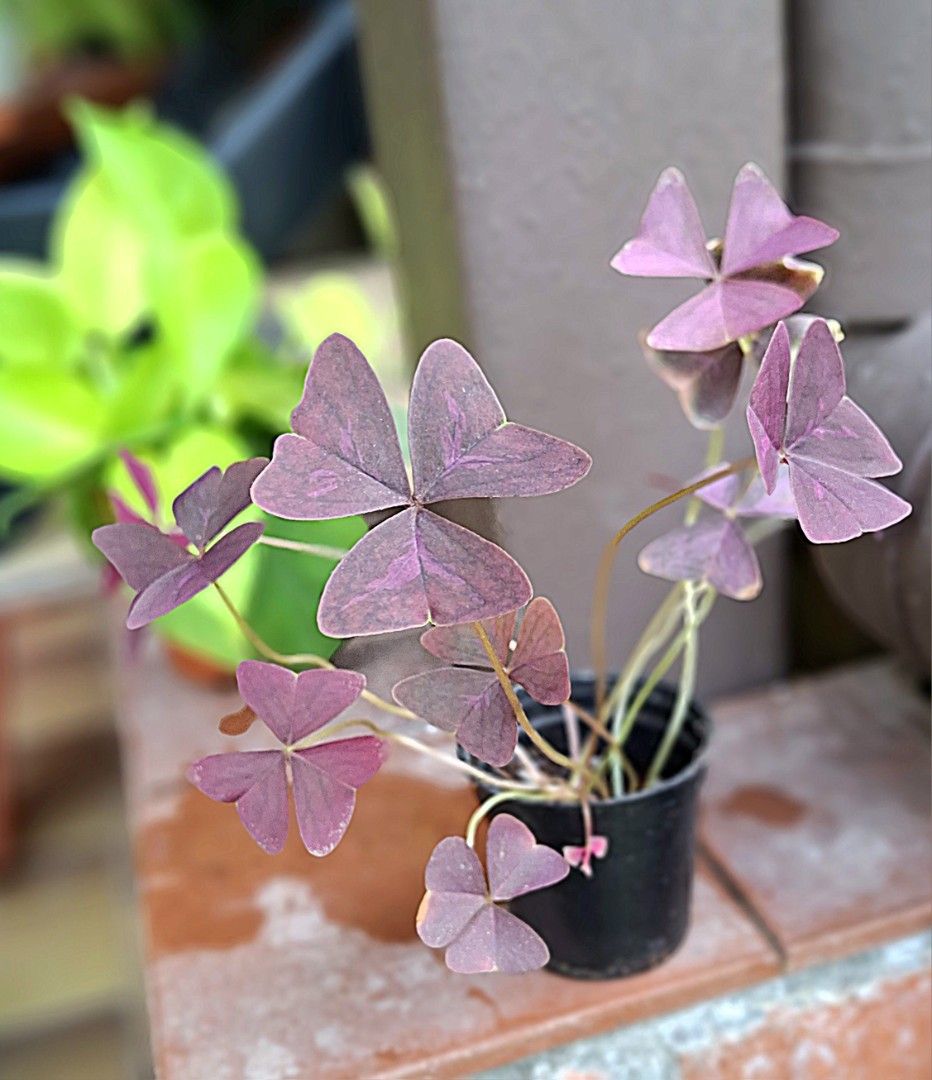Oxalis triangularis (Category: Plants & Seeds) located in Singapore. Submitted by siew3232 (Listing ID 1464142689, Image 1). Description: .