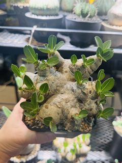 (Category: ) located in . Submitted by cuteplantsworld (Listing ID 1464202151, Image 1). Description: .