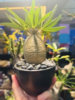 (Category: ) located in . Submitted by cuteplantsworld (Listing ID 1464168388, Image 1). Description: .