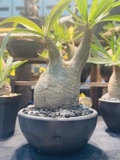 (Category: ) located in . Submitted by cuteplantsworld (Listing ID 1464168757, Image 1). Description: .