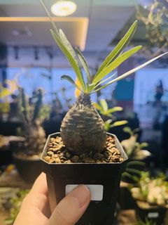(Category: ) located in . Submitted by cuteplantsworld (Listing ID 1464168875, Image 1). Description: .