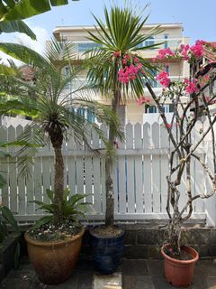 (Category: ) located in . Submitted by anika01 (Listing ID 1464194380, Image 1). Description: .