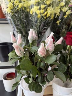 (Category: ) located in . Submitted by ys_florist (Listing ID 1464162832, Image 1). Description: .