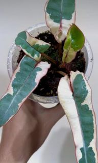 (Category: ) located in . Submitted by happygrowing (Listing ID 1464225027, Image 1). Description: .
