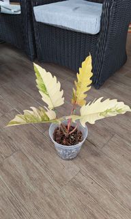 (Category: ) located in . Submitted by leafhappily (Listing ID 1464191524, Image 1). Description: .