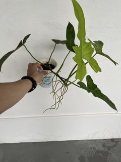 (Category: ) located in . Submitted by plantcaoshumu (Listing ID 1464167646, Image 1). Description: .