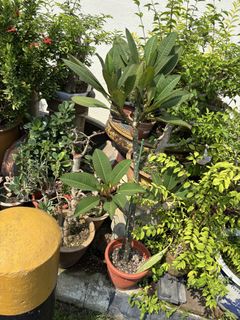 (Category: ) located in . Submitted by tanbill (Listing ID 1464163335, Image 1). Description: .