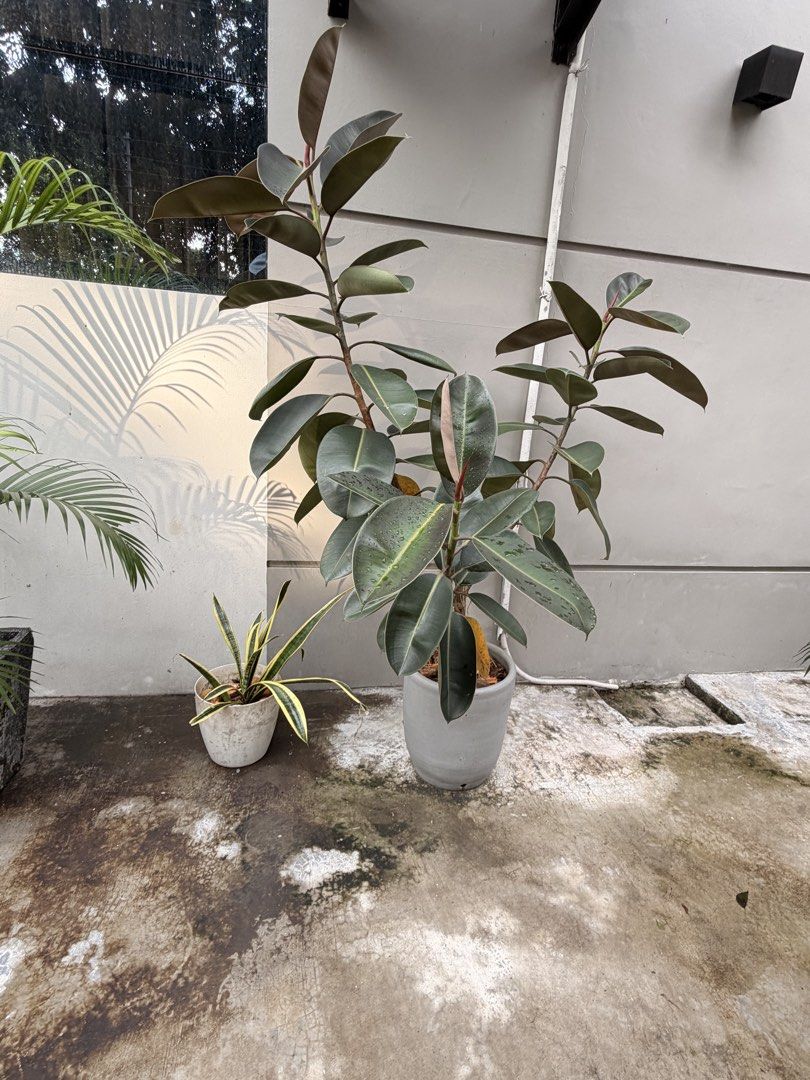 Rubber Plant (Category: Plants & Seeds) located in Caloocan City. Submitted by minnieellezirkenna (Listing ID 1464170026, Image 1). Description: Selling 2 rubber plants 1 rubber plant 3.5 feet ₱2500 1 rubber plant 4.5 feet ₱2500.
