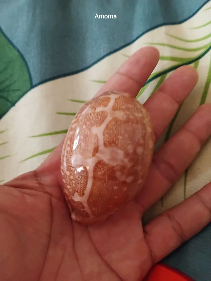 Seashell Pink Mappa (Category: Everything Else Others) located in Taguig. Submitted by amomaenterprise (Listing ID 1464183410, Image 2). Description: Pink Mappa seashell collection item 2.75in.