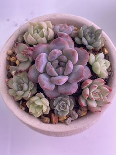 (Category: ) located in . Submitted by qq_garden (Listing ID 1464213650, Image 1). Description: .