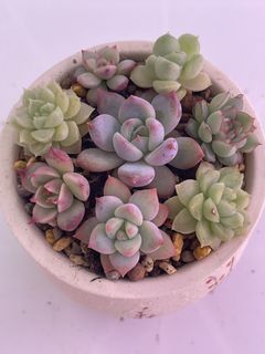 (Category: ) located in . Submitted by qq_garden (Listing ID 1464193093, Image 1). Description: .