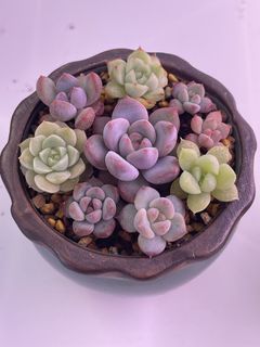 (Category: ) located in . Submitted by qq_garden (Listing ID 1464193603, Image 1). Description: .