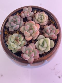 (Category: ) located in . Submitted by qq_garden (Listing ID 1464193893, Image 1). Description: .