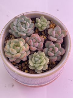 (Category: ) located in . Submitted by qq_garden (Listing ID 1464194099, Image 1). Description: .