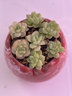 (Category: ) located in . Submitted by qq_garden (Listing ID 1464194331, Image 1). Description: .