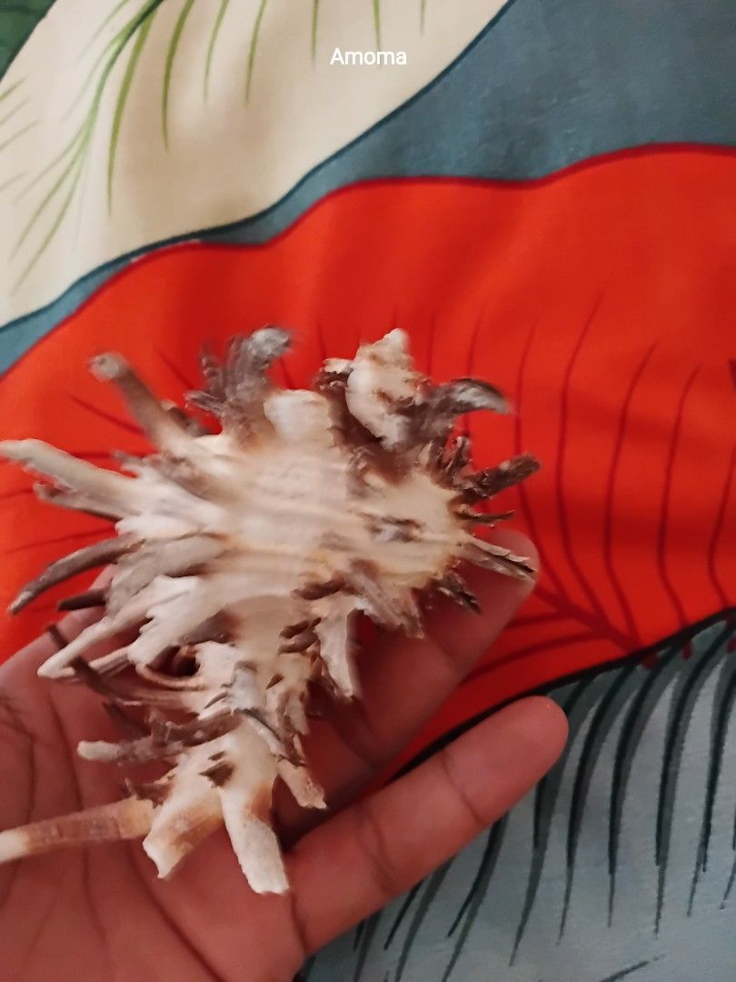 Unique Spiky Seashell for Decoration murex indivia 4.5in (Category: Figurines & Statues) located in Taguig. Submitted by amomaenterprise (Listing ID 1464180953, Image 3). Description: - Unique seashell with natural spiky protrusions. - Beautiful natural colors: white and brown. lenght: 4.5in - Ideal for home decor and DIY craft projects. - Adds a distinctive touch to any collection..
