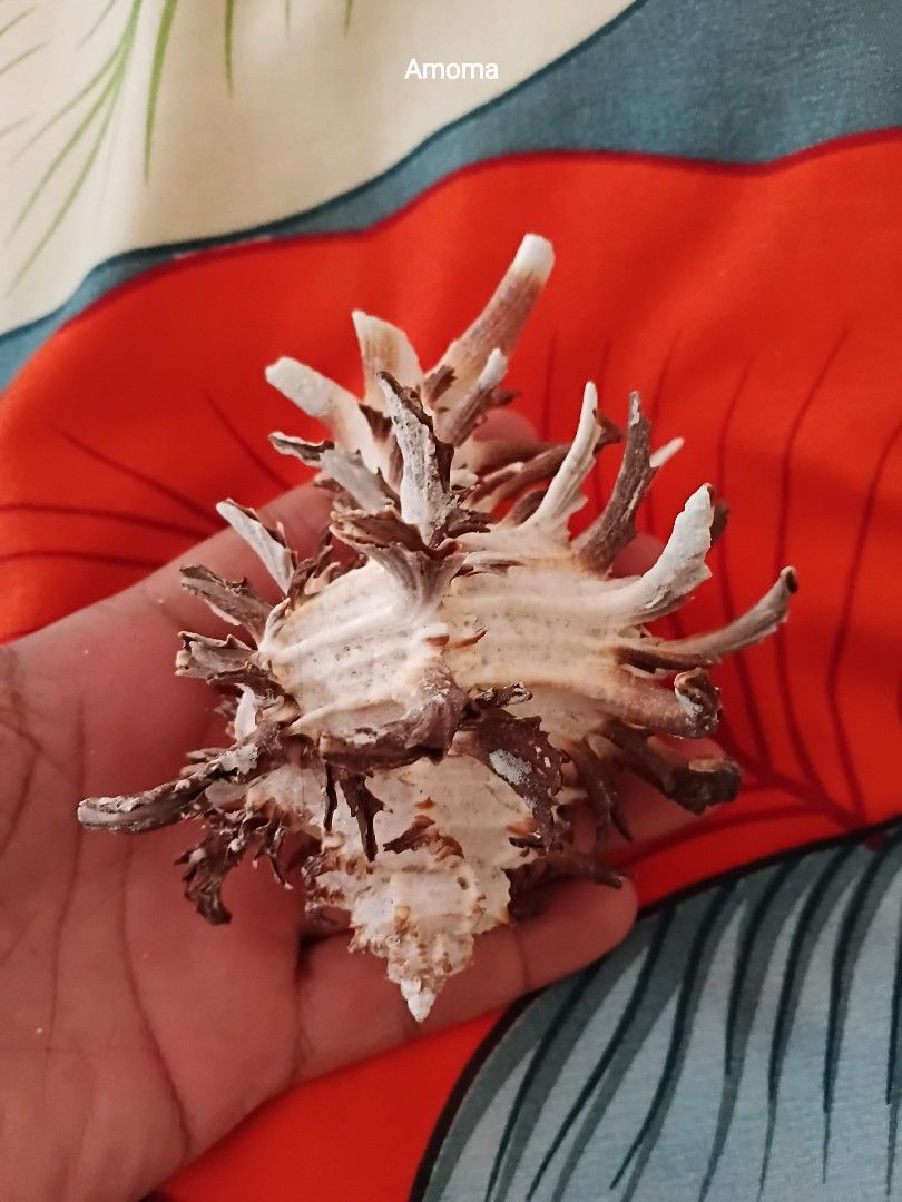 Unique Spiky Seashell for Decoration murex indivia 4.5in (Category: Figurines & Statues) located in Taguig. Submitted by amomaenterprise (Listing ID 1464180953, Image 1). Description: - Unique seashell with natural spiky protrusions. - Beautiful natural colors: white and brown. lenght: 4.5in - Ideal for home decor and DIY craft projects. - Adds a distinctive touch to any collection..