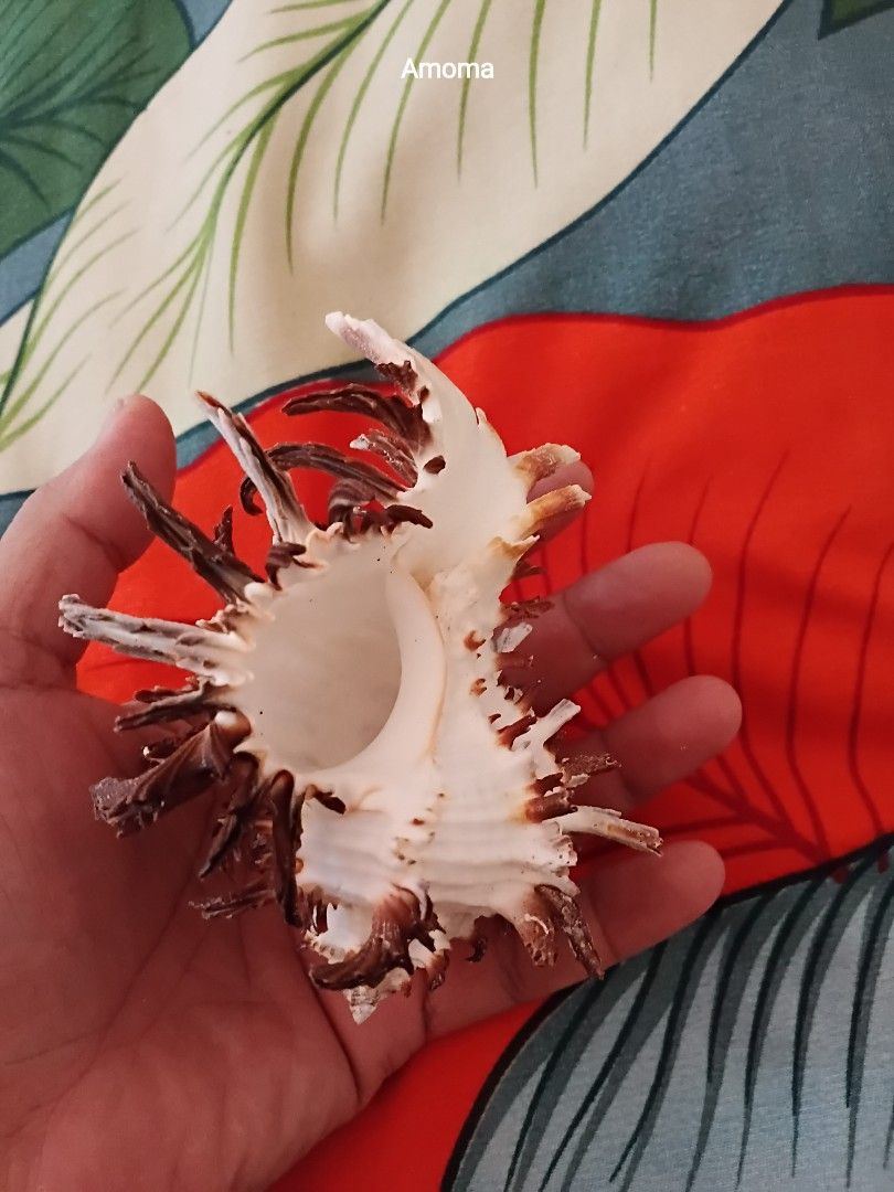 Unique Spiky Seashell for Decoration murex indivia 4.5in (Category: Figurines & Statues) located in Taguig. Submitted by amomaenterprise (Listing ID 1464180953, Image 2). Description: - Unique seashell with natural spiky protrusions. - Beautiful natural colors: white and brown. lenght: 4.5in - Ideal for home decor and DIY craft projects. - Adds a distinctive touch to any collection..