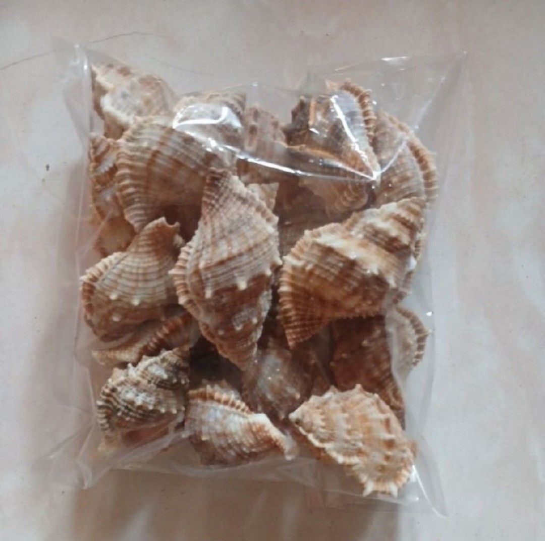 100g of frogshell Seashells for Decoration or Crafting (Category: Shoulder Bags) located in Taguig. Submitted by amomaenterprise (Listing ID 1464463003, Image 1). Description: - Natural seashells with beautiful brown and white stripes. - Ideal for home decoration and DIY craft projects. - Generous amount included in each bag. - Perfect for aquariums or creating beach-themed displays..