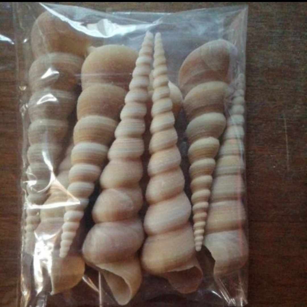 100g tortilla Spiral Seashells 3in up (Category: Handmade Craft) located in Taguig. Submitted by amomaenterprise (Listing ID 1464463931, Image 1). Description: - Bundle of natural spiral seashells - Beautiful, elongated shells with distinct spiral patterns - Comes in a clear plastic bag - Ideal for home decor, aquariums, or DIY craft projects - Unique natural pieces.