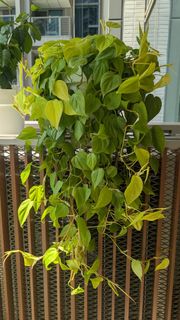 （分類：）位於 。 由 ecofriendlyhome 提交（商品編號 1464374562，圖片 1）。簡介： 。