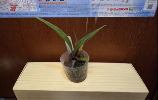 （分類：）位於 。 由 karshunb 提交（商品編號 1464408955，圖片 1）。簡介： 。