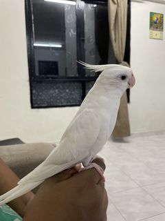 (Category: ) located in . Submitted by lmohanadha05095 (Listing ID 1464442955, Image 1). Description: .