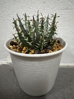 (Category: ) located in . Submitted by caudexcactus.lover (Listing ID 1460934628, Image 1). Description: .