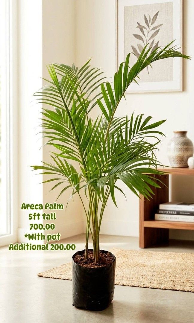 Areca Palm 5ft (Category: Plants & Seeds) located in Paranaque City. Submitted by mherz_ariel (Listing ID 1464372734, Image 1). Description: .