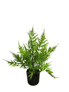 (Category: ) located in . Submitted by altonflowerscomm (Listing ID 1464427758, Image 1). Description: .
