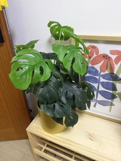 (Category: ) located in . Submitted by HoeYin (Listing ID 1464406491, Image 1). Description: .