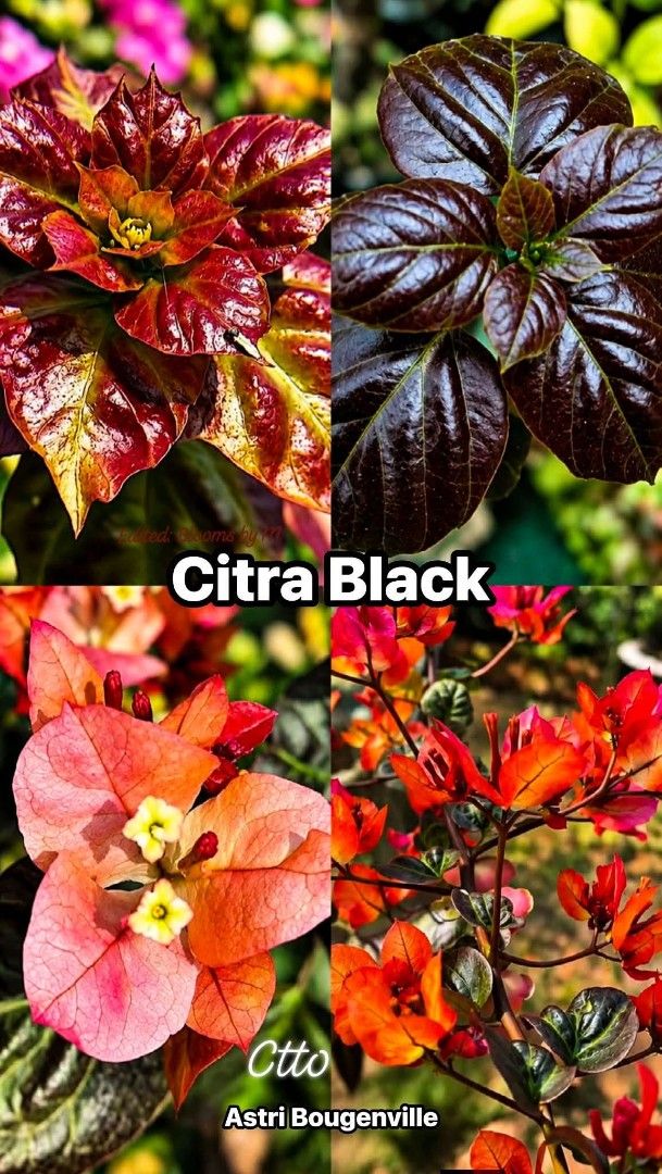 Bougainvillea Citra BLACK (Category: Plants & Seeds) located in Pasig City. Submitted by cosetterubino (Listing ID 1464456140, Image 2). Description: - RARE - Vibrant, glossy leaves - Healthy and growing well - Comes in a white pot with soil - Easy to care for - Adds a touch of green to any space - Ready for its new home.