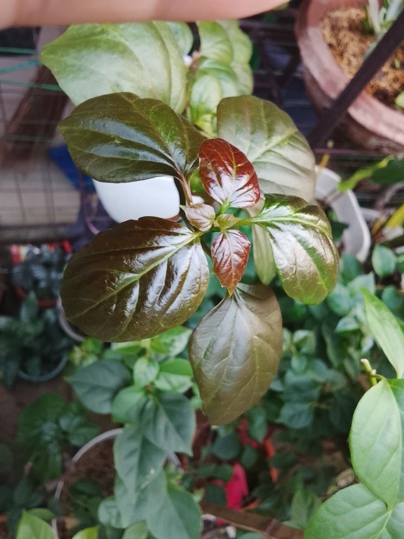 Bougainvillea Citra BLACK (Category: Plants & Seeds) located in Pasig City. Submitted by cosetterubino (Listing ID 1464456140, Image 3). Description: - RARE - Vibrant, glossy leaves - Healthy and growing well - Comes in a white pot with soil - Easy to care for - Adds a touch of green to any space - Ready for its new home.