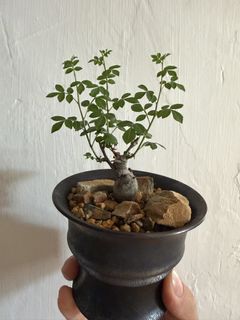 （分類：）位於 。 由 EvensHouse 提交（商品編號 1464408297，圖片 1）。簡介： 。
