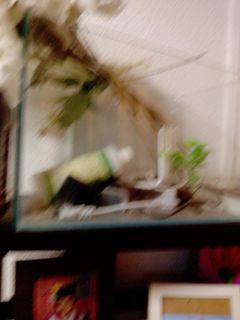 (Category: ) located in . Submitted by qaneta (Listing ID 1464503805, Image 1). Description: .