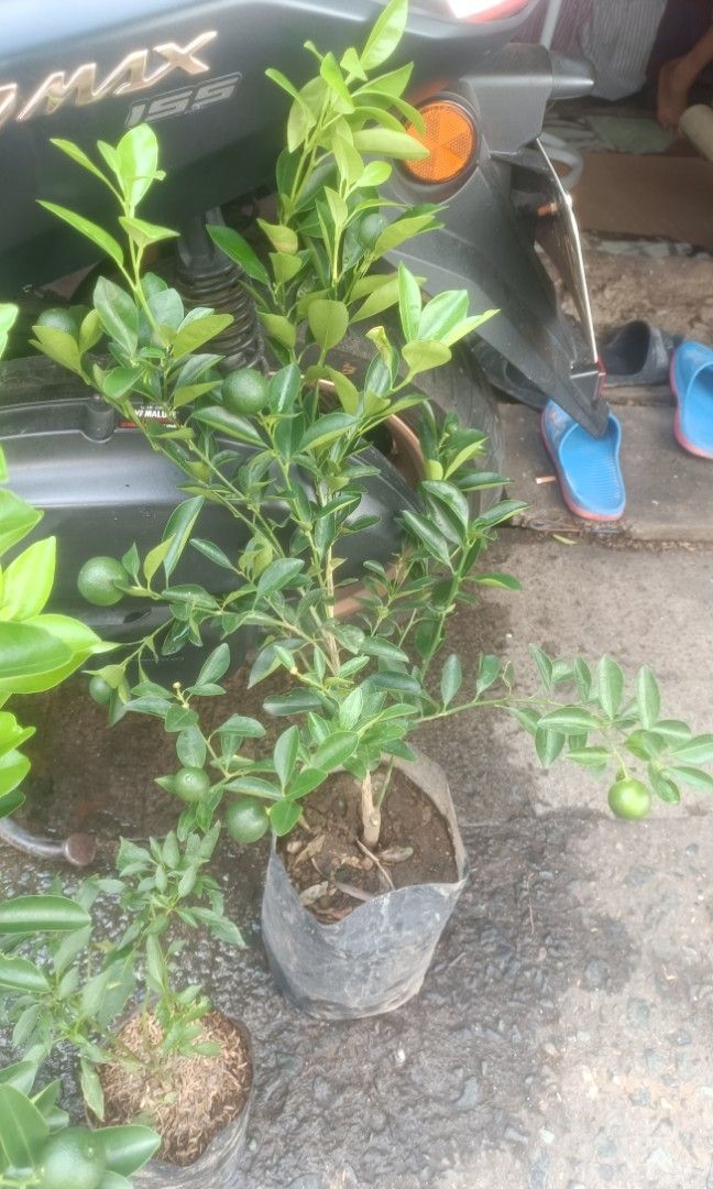 Grafted Calamansi Maraming Bunga (Category: Plants & Seeds) located in Paranaque City. Submitted by mherz_ariel (Listing ID 1464373091, Image 1). Description: .