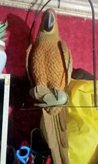 (Category: ) located in . Submitted by dimaguilaa94969 (Listing ID 1464518613, Image 1). Description: .