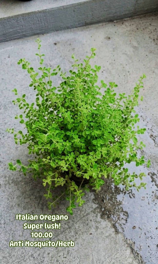 Italian Oregano Superlush (Category: Plants & Seeds) located in Paranaque City. Submitted by mherz_ariel (Listing ID 1464372568, Image 1). Description: .