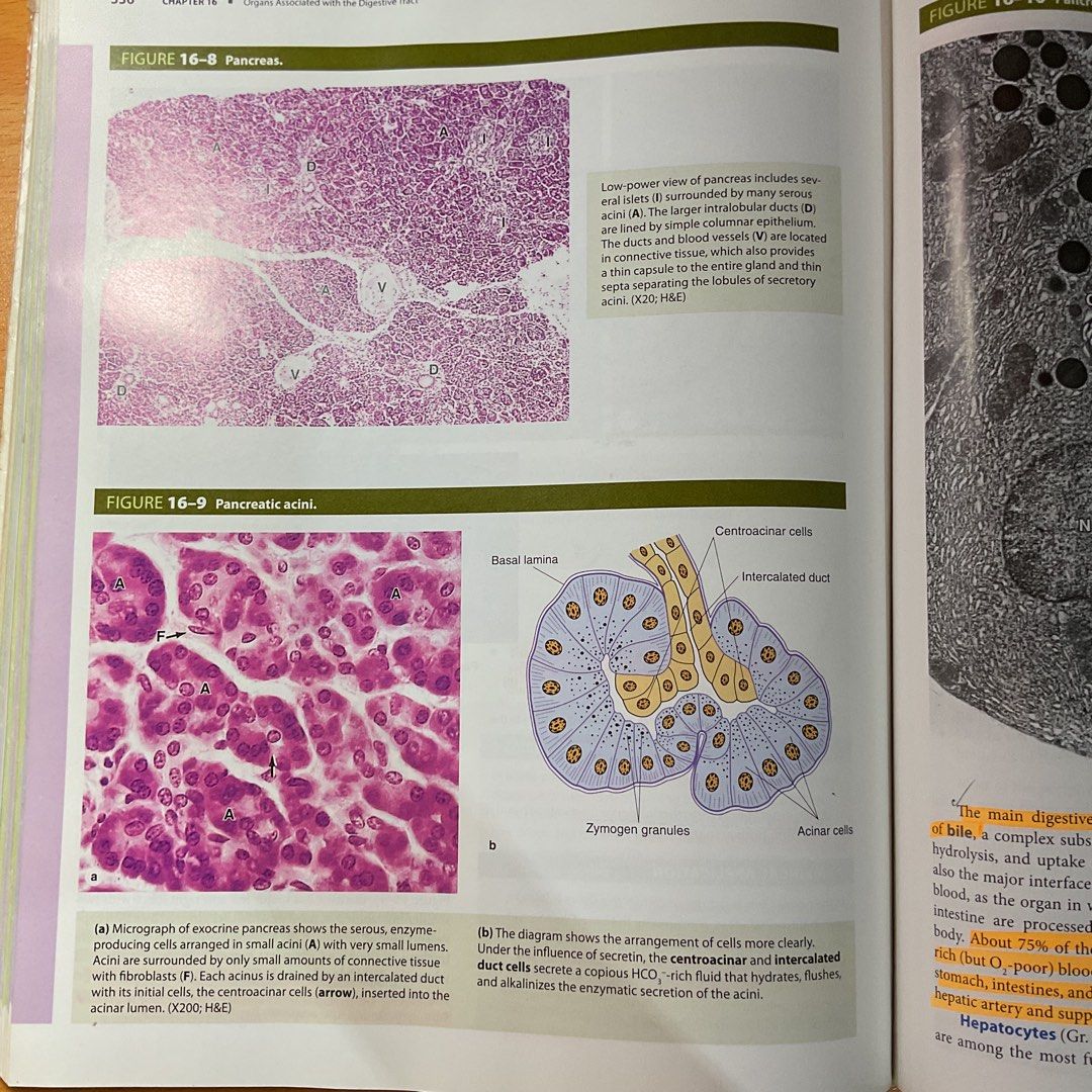 Junqueira's Basic Histology Text and Atlas 14th Edition (Category: Textbooks) located in Marikina City. Submitted by casa_shoppe (Listing ID 1464559282, Image 3). Description: - Junqueira's Basic Histology Text and Atlas, Fourteenth Edition - Author: Anthony L. Mescher - Publisher: McGraw Hill Lange - Comprehensive guide to histology - Features full-color micrographs and detailed illustrations - Excellent reference for medical students.