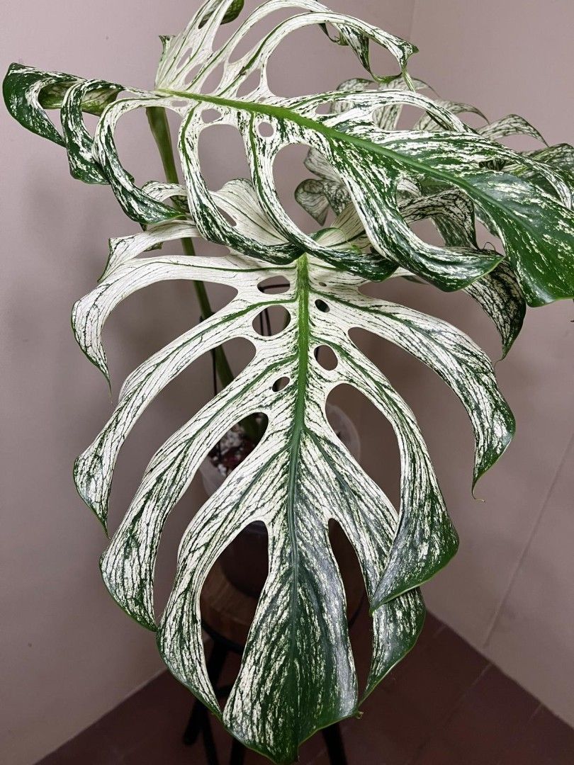 Monstera devil (Category: Plants & Seeds) located in Singapore. Submitted by gardenavenue4 (Listing ID 1464395161, Image 3). Description: Collection at Woodlands St 83 7pm-night. To all plants lover. Please note. 1) I don't deal at mrt gantry. 2) Please make a reasonable offer. 3) please understand the plant is a living thing. Some brown and broken leave is very normal. Old leaf turn brown new leaf will grow bigger. 4) No free delivery. 5) I acce