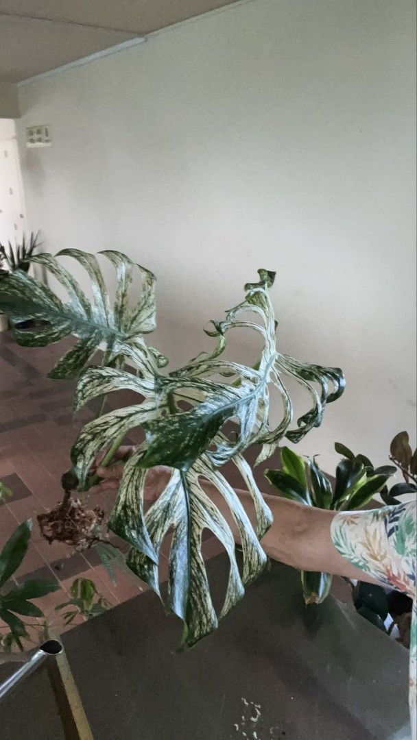 Monstera devil (Category: Plants & Seeds) located in Singapore. Submitted by gardenavenue4 (Listing ID 1464395161, Image 2). Description: Collection at Woodlands St 83 7pm-night. To all plants lover. Please note. 1) I don't deal at mrt gantry. 2) Please make a reasonable offer. 3) please understand the plant is a living thing. Some brown and broken leave is very normal. Old leaf turn brown new leaf will grow bigger. 4) No free delivery. 5) I acce