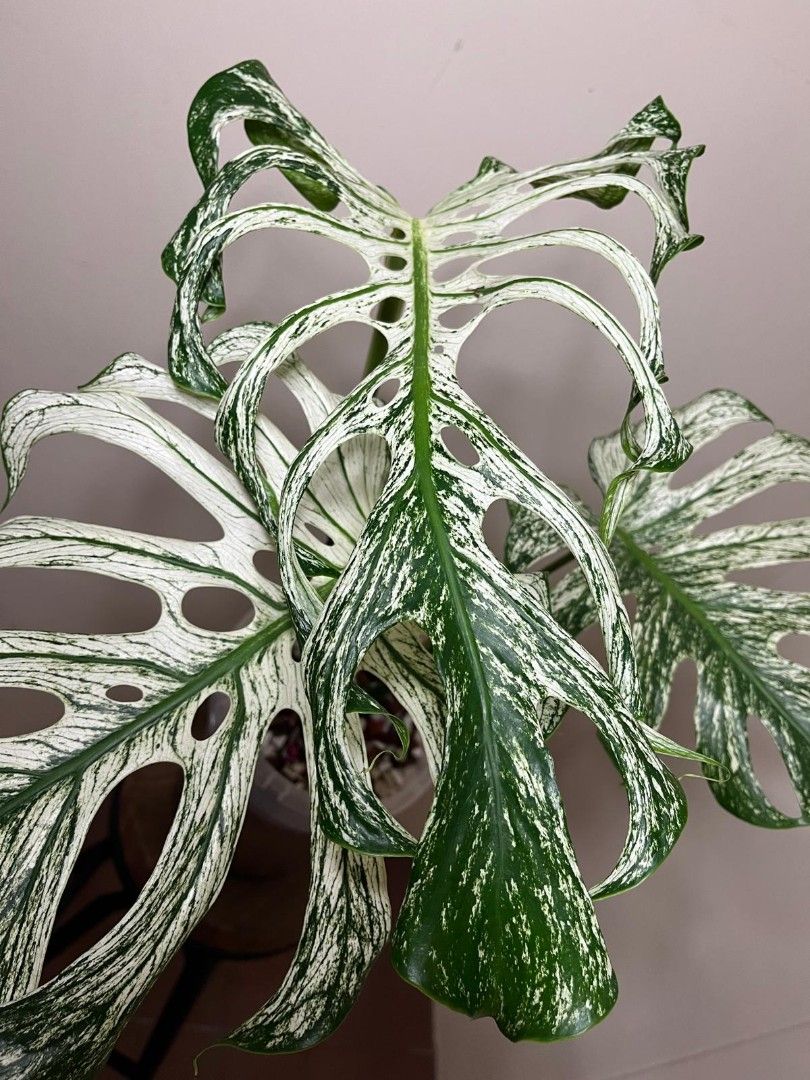 Monstera devil (Category: Plants & Seeds) located in Singapore. Submitted by gardenavenue4 (Listing ID 1464395161, Image 1). Description: Collection at Woodlands St 83 7pm-night. To all plants lover. Please note. 1) I don't deal at mrt gantry. 2) Please make a reasonable offer. 3) please understand the plant is a living thing. Some brown and broken leave is very normal. Old leaf turn brown new leaf will grow bigger. 4) No free delivery. 5) I acce
