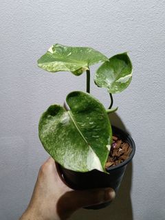 (Category: ) located in . Submitted by mhsaiful (Listing ID 1464477844, Image 1). Description: .