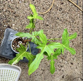(Category: ) located in . Submitted by isle.of.plants (Listing ID 1464501269, Image 1). Description: .