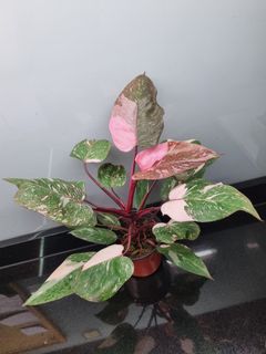 (Category: ) located in . Submitted by hmflowers (Listing ID 1464530571, Image 1). Description: .