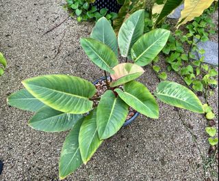 (Category: ) located in . Submitted by isle.of.plants (Listing ID 1464500630, Image 1). Description: .