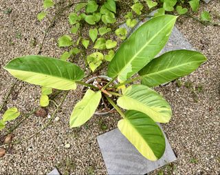 (Category: ) located in . Submitted by isle.of.plants (Listing ID 1464500263, Image 1). Description: .